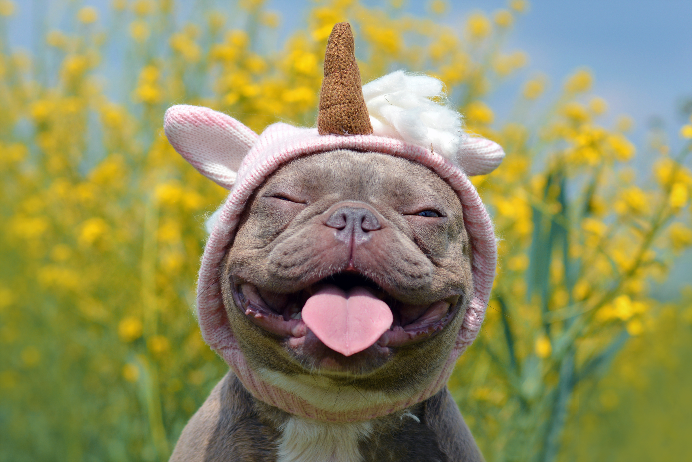 Happy dog with unicorn hat